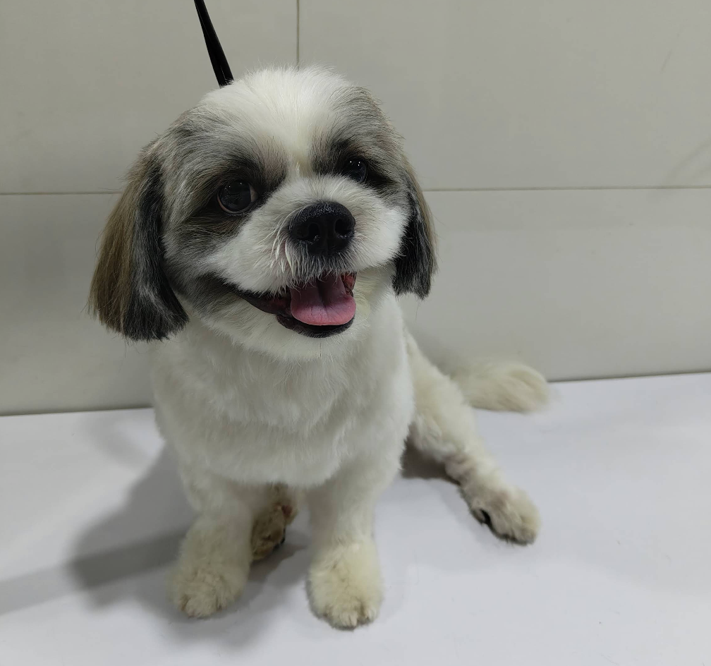 After Grooming - Buddy