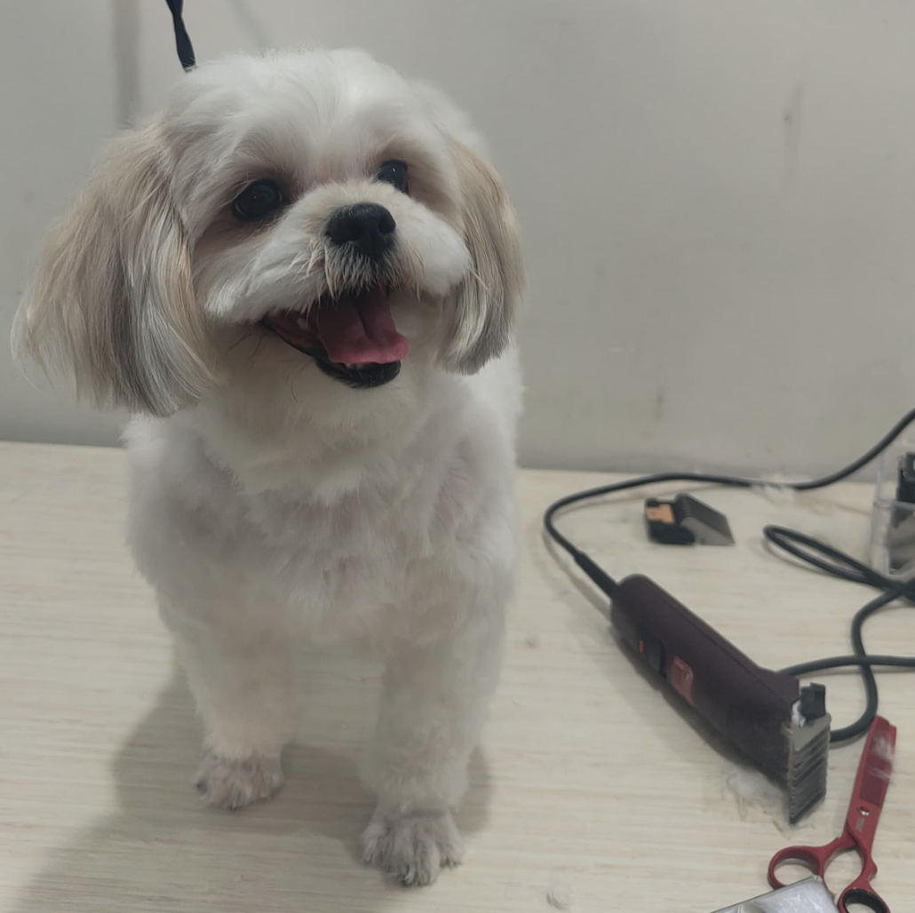 After Grooming - Buddy