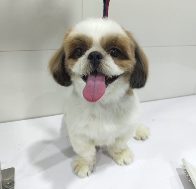 After Grooming - Buddy