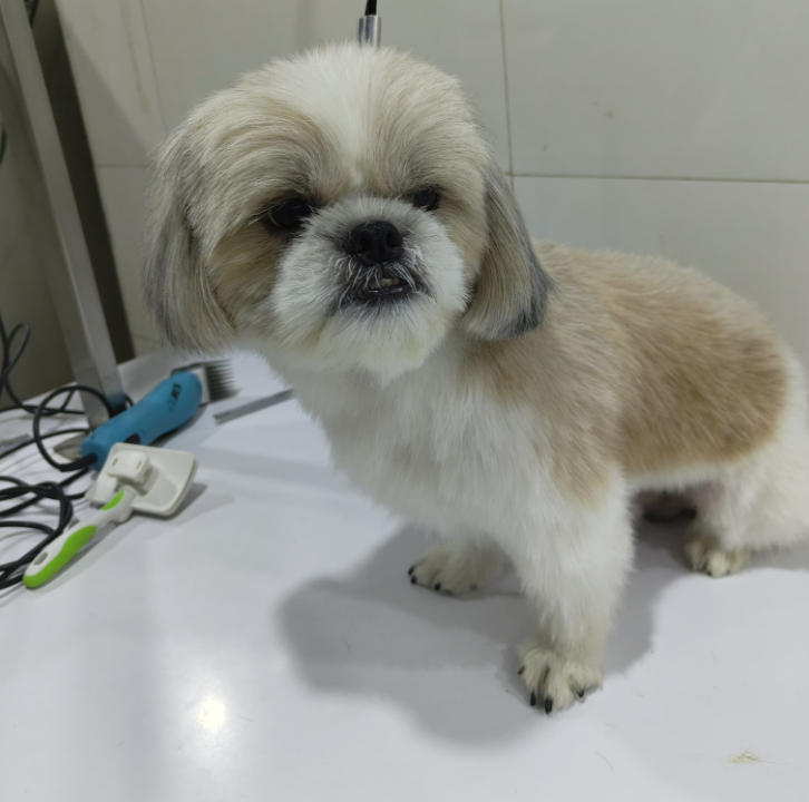 After Grooming - Buddy