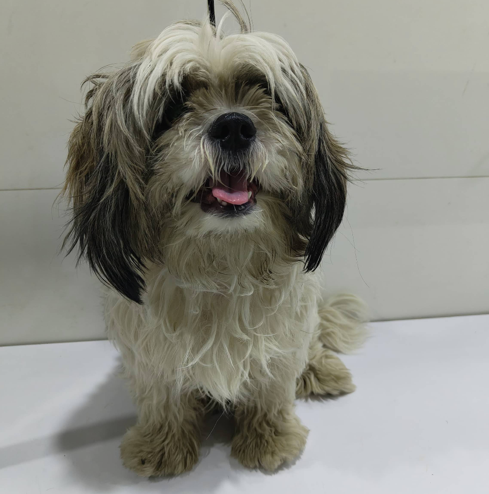 Before Grooming - Buddy