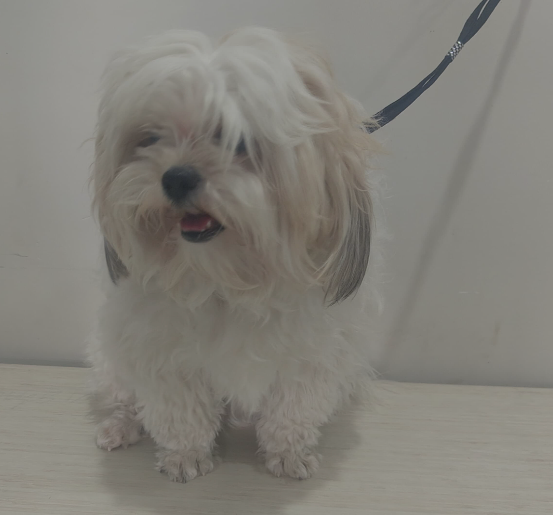 Before Grooming - Buddy