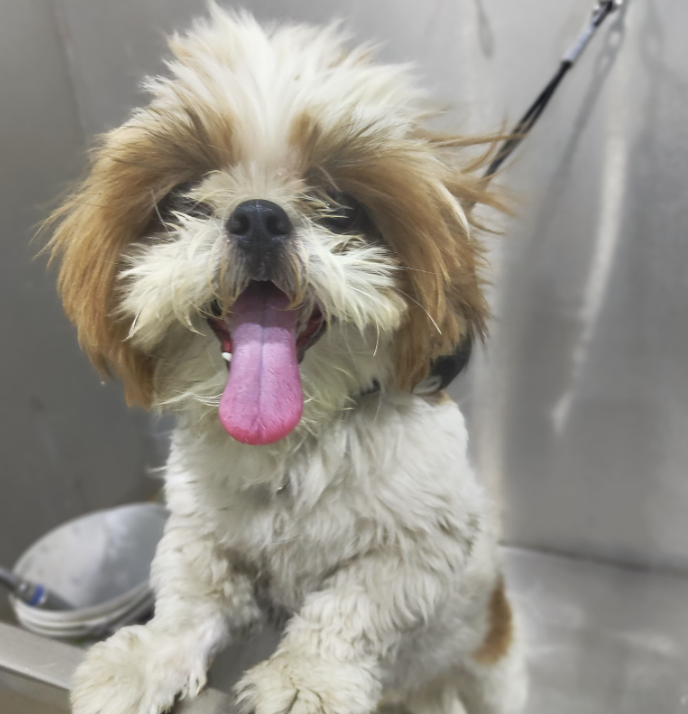 Before Grooming - Buddy