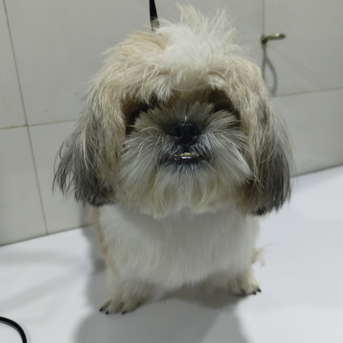 Before Grooming - Buddy